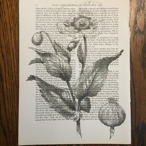 Vintage Poppy Book Print